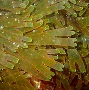 Image result for "dictyota Spp.". Size: 182 x 185. Source: www.flickr.com