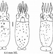 Afbeeldingsresultaten voor Eucleoteuthis luminosa Orden. Grootte: 182 x 185. Bron: tolweb.org