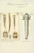 Afbeeldingsresultaten voor "pectinaria Auricoma". Grootte: 120 x 185. Bron: www.alamy.com