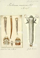 Image result for "pectinaria Auricoma". Size: 130 x 185. Source: www.alamy.com