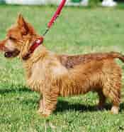 Image result for World Dansk Fritid husdyr hunde racer terrier Australsk terrier. Size: 175 x 185. Source: hunderase.com