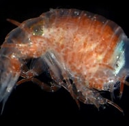Image result for "hyperia Medusarum". Size: 189 x 185. Source: www.inaturalist.org
