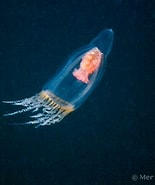 Image result for "pandea Conica". Size: 155 x 185. Source: www.european-marine-life.org