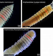 Image result for "microclymene Acirrata". Size: 176 x 185. Source: aslopubs.onlinelibrary.wiley.com