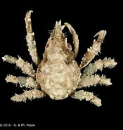 Image result for "tylocarcinus Styx". Size: 175 x 185. Source: www.crustaceology.com