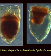 Image result for "Epiplocylis undella". Size: 167 x 185. Source: gallery.obs-vlfr.fr