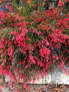 Image result for "russelia Mirabilis". Size: 138 x 185. Source: www.pinterest.com.au