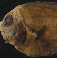 Afbeeldingsresultaten voor "apristurus Maderensis". Grootte: 182 x 180. Bron: fishbiosystem.ru