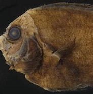 Résultat d’image pour "apristurus Maderensis". Taille: 183 x 180. Source: fishbiosystem.ru