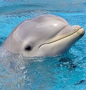 Afbeeldingsresultaten voor Dolfijn Hoofd herkennen. Grootte: 176 x 185. Bron: rubbrecht.blogspot.com
