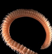 Image result for "scolelepis Bonnieri". Size: 176 x 185. Source: www.flickr.com