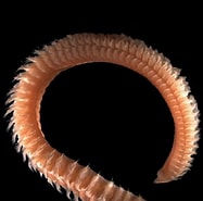 Image result for Scolelepis bonnieri Stam. Size: 187 x 185. Source: www.flickr.com