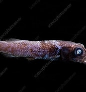 Image result for "barbantus Curvifrons". Size: 173 x 185. Source: www.sciencephoto.com