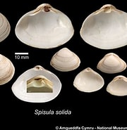 Afbeeldingsresultaten voor Spisula solida Species. Grootte: 180 x 185. Bron: naturalhistory.museumwales.ac.uk