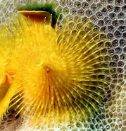 Image result for Spirobranchus corniculatus. Size: 179 x 185. Source: reefguide.org