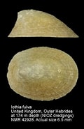 Afbeeldingsresultaten voor "iothia Fulva". Grootte: 120 x 185. Bron: www.marinespecies.org