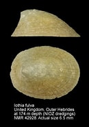 Afbeeldingsresultaten voor Iothia fulva. Grootte: 130 x 185. Bron: www.marinespecies.org