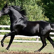Image result for Morgan County, Illinois Morgan Stallions at Stud. Size: 184 x 185. Source: www.blackberrymorganhorses.com
