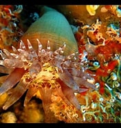 Image result for "telmatactis Americana". Size: 176 x 185. Source: www.biologiemarine.com