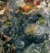 Image result for "didemnum Maculosum". Size: 176 x 185. Source: www.habitas.org.uk
