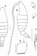 Image result for Bradycalanus gigas Onderklasse. Size: 122 x 185. Source: copepodes.obs-banyuls.fr