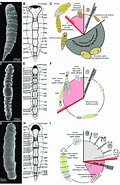 Image result for "trilobodrilus Axi". Size: 120 x 185. Source: www.researchgate.net