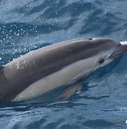 Afbeeldingsresultaten voor Gewone dolfijn Orde. Grootte: 182 x 185. Bron: www.firmm.org