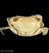 Afbeeldingsresultaten voor Thalamita chaptalii. Grootte: 169 x 185. Bron: www.crustaceology.com