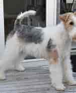 Image result for World Dansk Fritid husdyr hunde racer Terrier. Size: 151 x 185. Source: www.hvalpelisten.dk