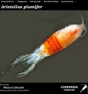 Image result for "arietellus Minor". Size: 174 x 185. Source: www.st.nmfs.noaa.gov