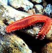 Image result for Borstelwormen in Aquarium. Size: 180 x 185. Source: tjmbb.org