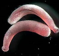 Image result for Cavibelonia. Size: 197 x 179. Source: semprebiologiaa.blogspot.com