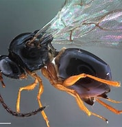 Image result for Neopseudocapitella brasiliensis. Size: 178 x 185. Source: www.researchgate.net