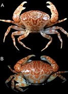 Image result for Pulcratis reticulatus Orde. Size: 133 x 185. Source: www.scielo.br