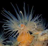 Image result for "diadumene Cincta". Size: 195 x 185. Source: www.reeflex.net