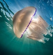 Afbeeldingsresultaten voor Longest Jellyfish in The World. Grootte: 179 x 185. Bron: a-z-animals.com