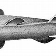 Image result for "Centroscyllium Ornatum". Size: 184 x 104. Source: www.sharkwater.com