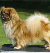 Image result for World Dansk Fritid Husdyr hunde Racer Selskabshunde Tibetansk spaniel. Size: 176 x 185. Source: www.dyreabc.dk