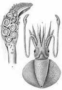 Image result for "discoteuthis Discus". Size: 128 x 185. Source: www.marinespecies.org
