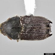 Afbeeldingsresultaten voor Cirrophorus armatus Familie. Grootte: 183 x 185. Bron: www.insectimages.org