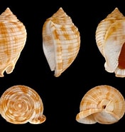 Risultato immagine per Sea Snail Wikipedia. Dimensioni: 176 x 185. Fonte: www.pinterest.com