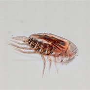 Bildresultat för Nannocalanus minor Klasse. Storlek: 185 x 185. Källa: www.marinespecies.org