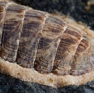 Afbeeldingsresultaten voor "leptochiton Asellus". Grootte: 187 x 185. Bron: www.seawater.no