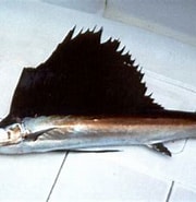 Afbeeldingsresultaten voor Atlantische Zeilvis Stam. Grootte: 180 x 169. Bron: www.abc-sportvissen.be