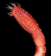 Afbeeldingsresultaten voor Chiridotidae. Grootte: 169 x 185. Bron: novataxa.blogspot.com
