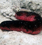 Holothuria edulis Kenmerken-க்கான படிம முடிவு. அளவு: 174 x 185. மூலம்: www.coralsalvaje.com