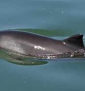 Afbeeldingsresultaten voor bruinvissen feiten. Grootte: 174 x 185. Bron: duikeninbeeld.tv