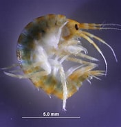 Image result for Gammarus mucronatus. Size: 176 x 185. Source: www.deepseanews.com