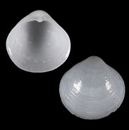 Afbeeldingsresultaten voor Diplodonta Patagonica. Grootte: 183 x 185. Bron: www.shellmuseum.org