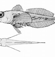 Image result for Triglops nybelini Superklasse. Size: 177 x 185. Source: fishbiosystem.ru